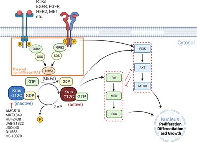 Non-genetic adaptive resistance to KRASG12C inhibition: EMT is not the only culprit
